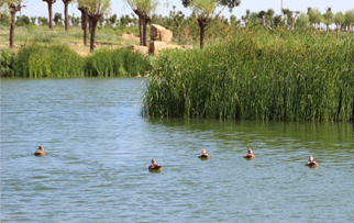 XLZ-306 �������儩